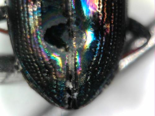Réf. 343 801 : Notiophilus quadripunctatus